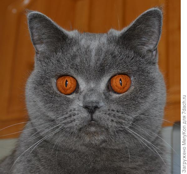 Вот такие глазки-кумкватики:)