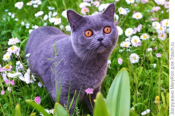 Украшает собой цветочный мир:)