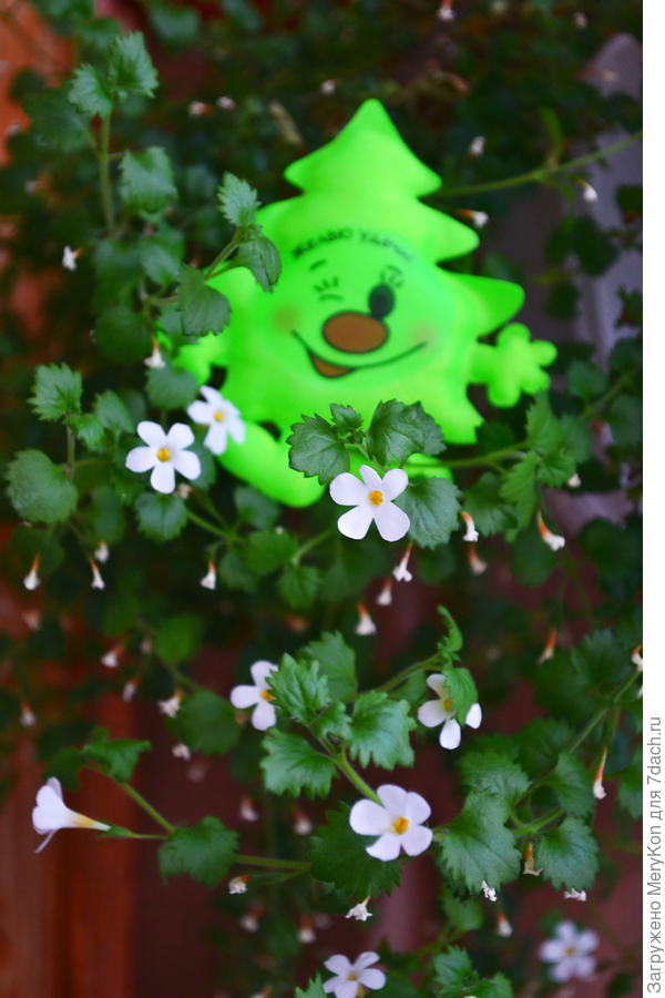 фото от 25.12.2017 г.