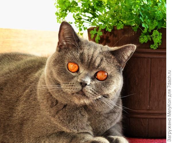 Витамины под охраной:)