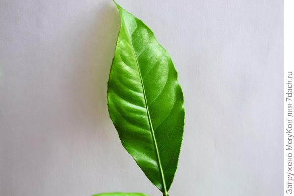 лук