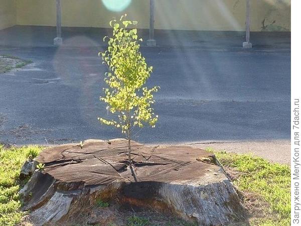 Жажда жизни!