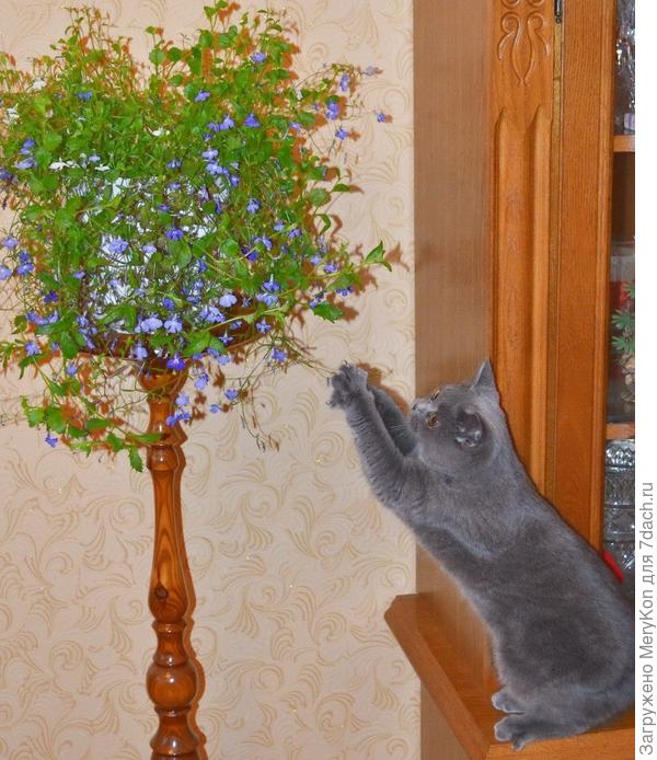 Буся занимается фитнесом в сторону лобелии:)