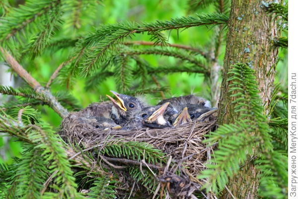 Маленькие дрозды.