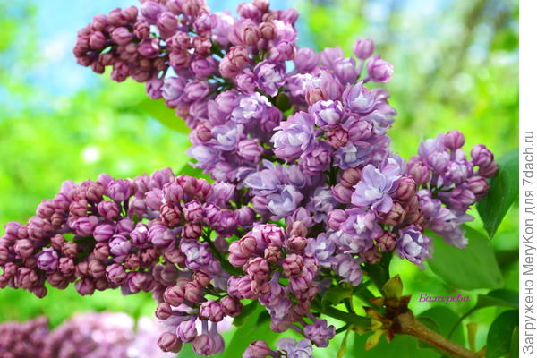 Моя красотка распустилась и радует! Ура! Ура! Ура!:)