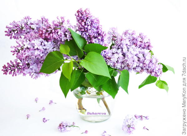 Мой сиреневый май)