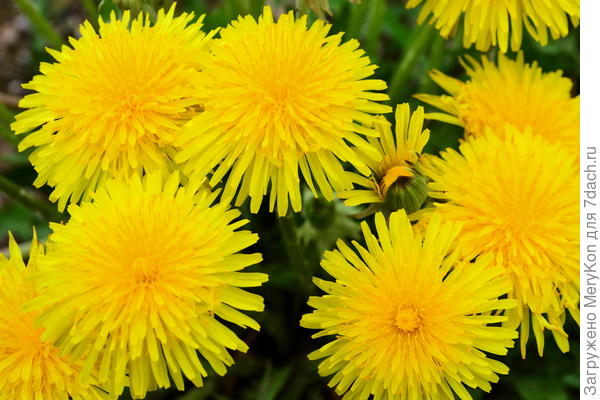 Маленькие солнышки)