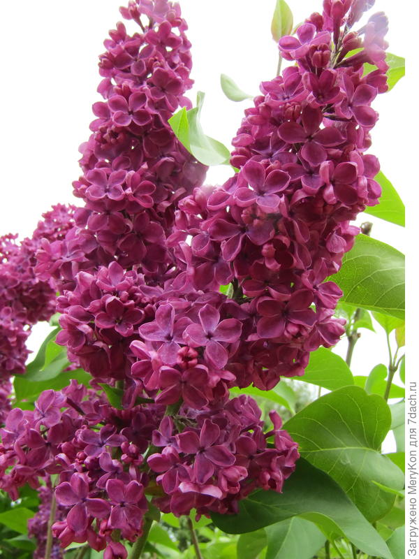 лук