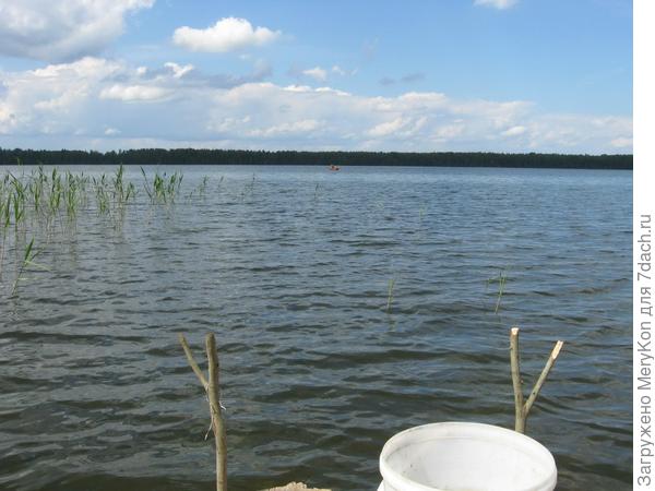 лук
