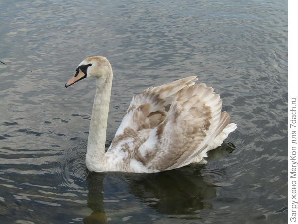 лук