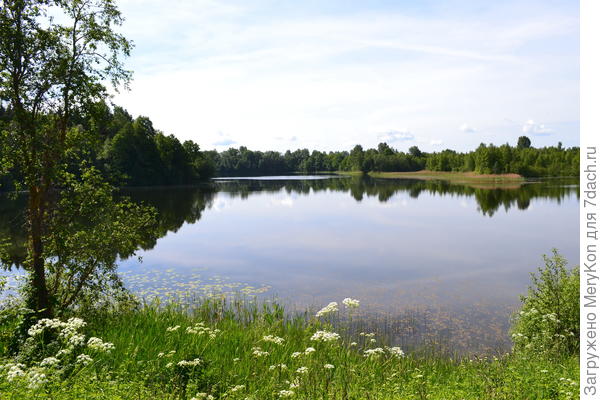 лук