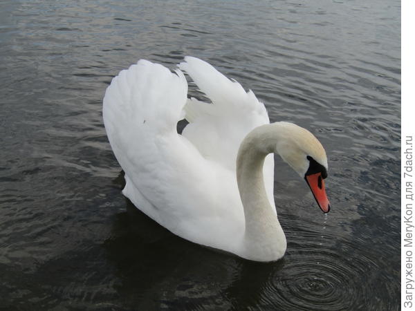 лук