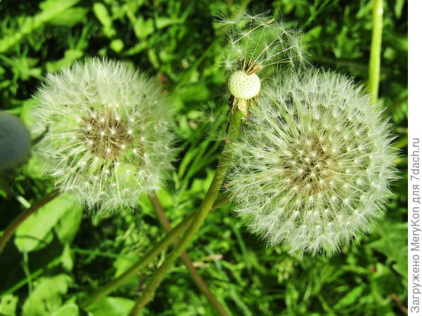 Из серии " Весна в объективе".