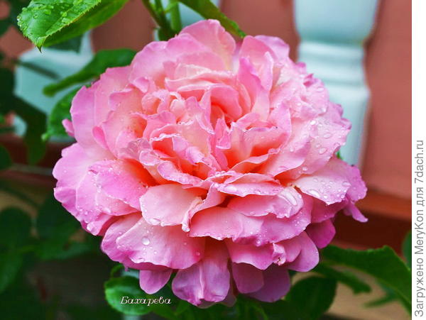 Люди выращивают в одном саду пять тысяч роз и не находят того, что ищут. А ведь то, что они ищут, можно найти в одной-единственной розе.  Антуан де Сент-Экзюпери «Маленький принц»