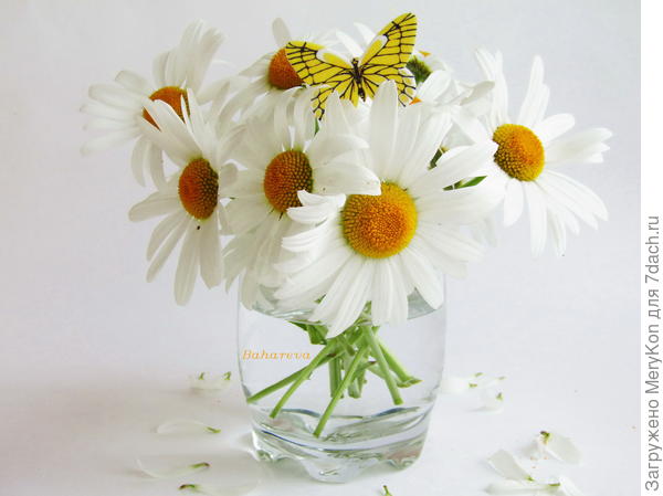 В свободное время можно погадать: любит не любит...:)