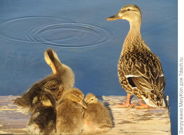 уДачные гости:)