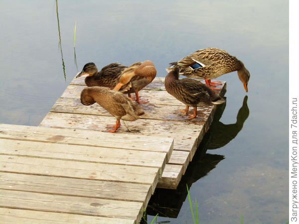 Навстречу отражению:)