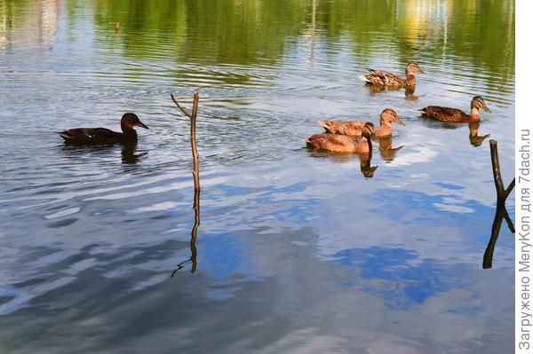 За рогатки не заплывать:)