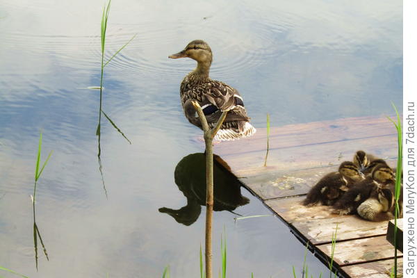 Молодняк на привале, мама на посту:)