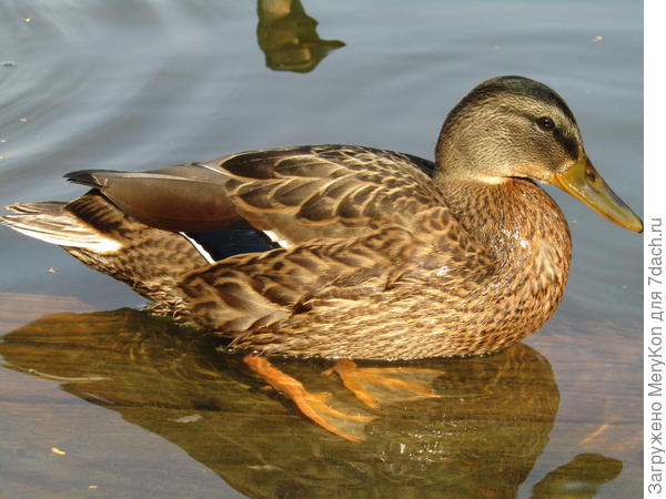 Совсем уже взрослые особи)