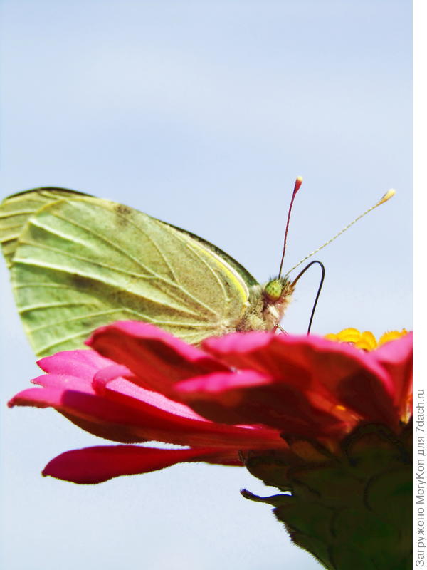 Я по-прежнему охочусь:)На этот раз за капустницей:)