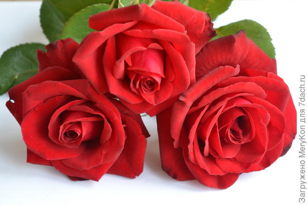 Последние розы в уходящем сезоне в твою честь!!!