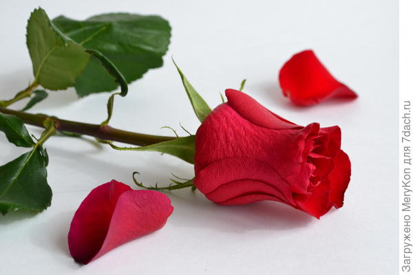 Роза в вашу честь!