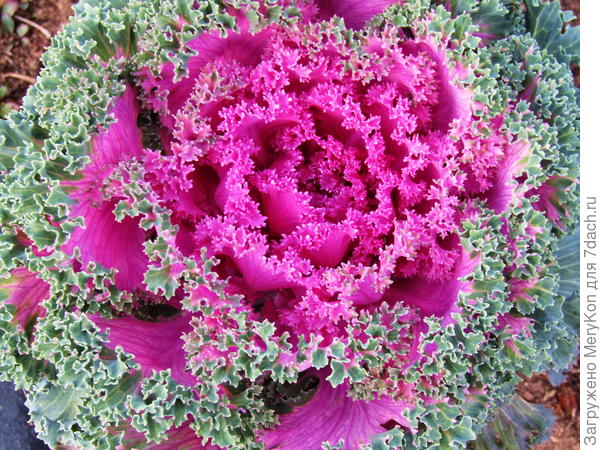 Вот такие кружева у меня в вашу честь!!!