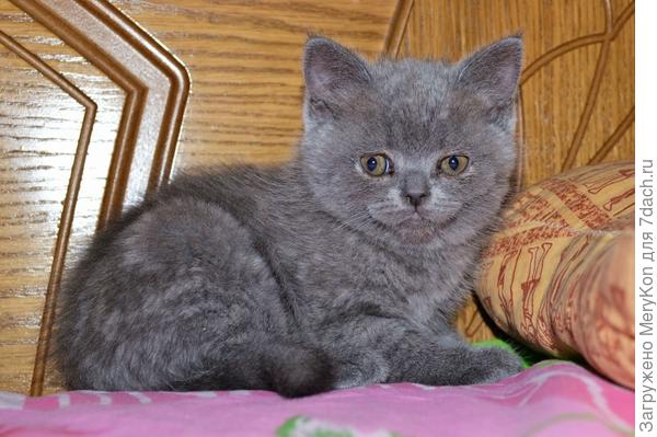 Бусинка в первый день жизни в нашем доме.