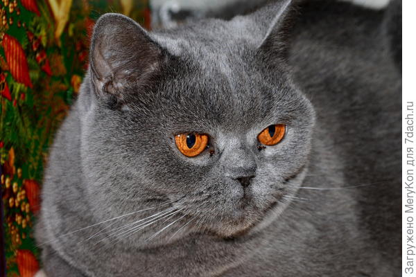 Наша новоиспеченная королева Бусинка:)- самодурка и своевольница:)