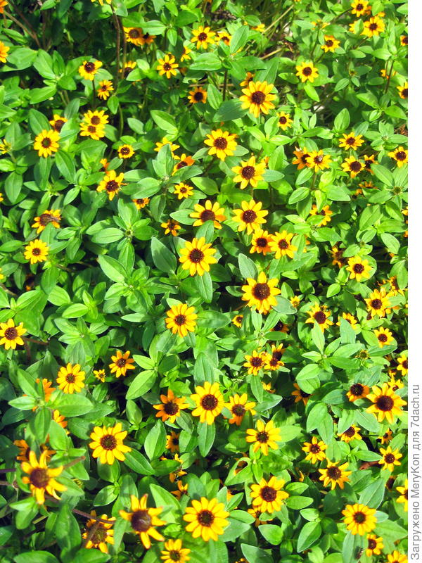 санвиталия