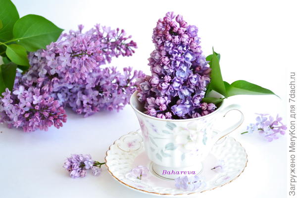 Кусочек сиреневой весны:)