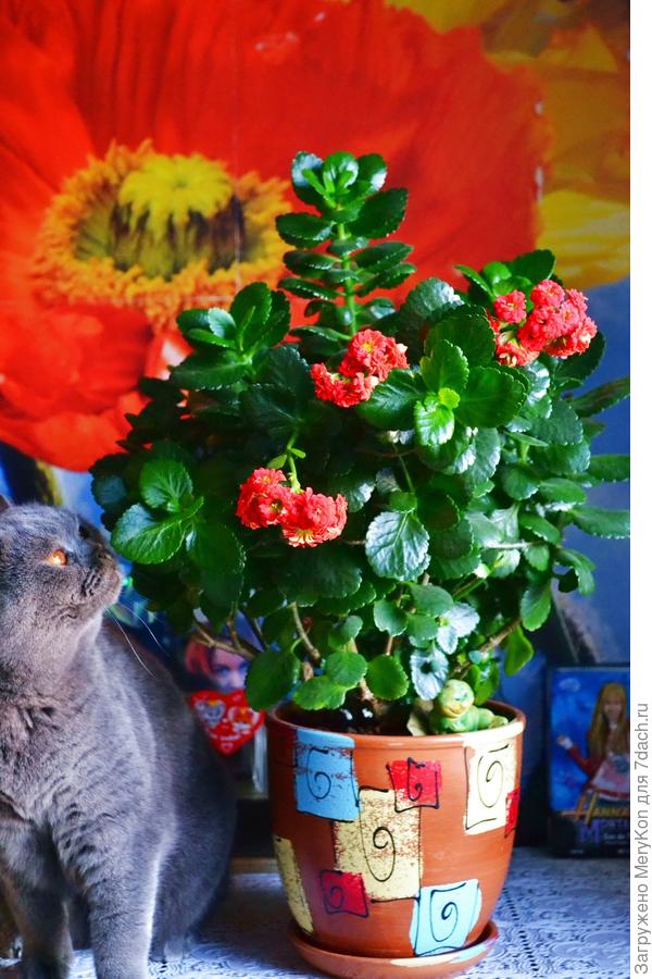 Каланхоэ под надежной охраной:)