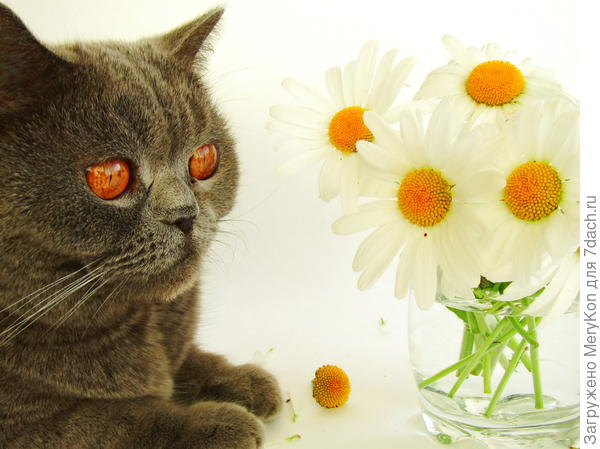 Поздравок от нас с Бусей:)