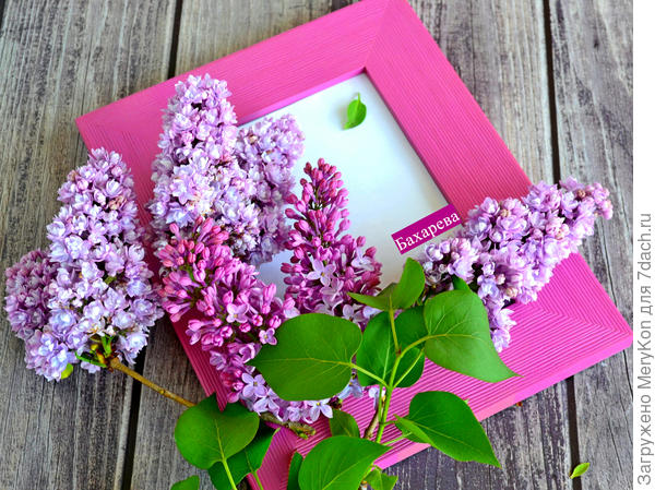 Немного майской сирени в подарок)