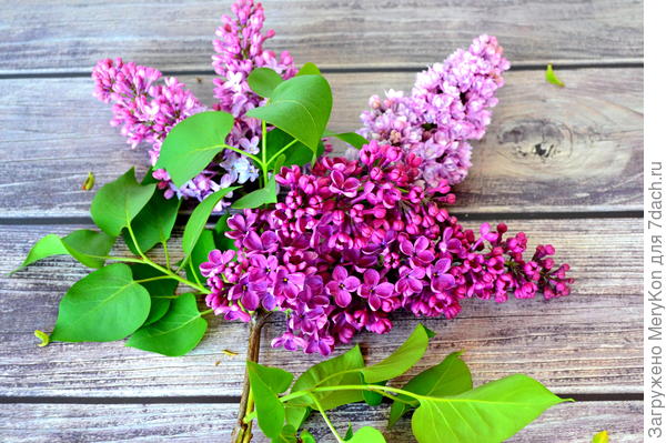 Какой же май без сирени?!:)