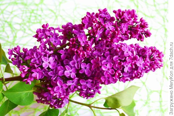 Немного вам сирени в ленту:)