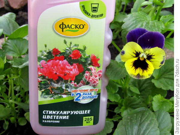 виола