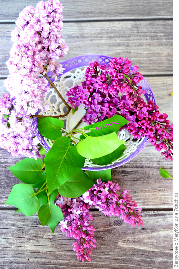 Поскольку твоя сирень давно отцвела эта в подарок:)