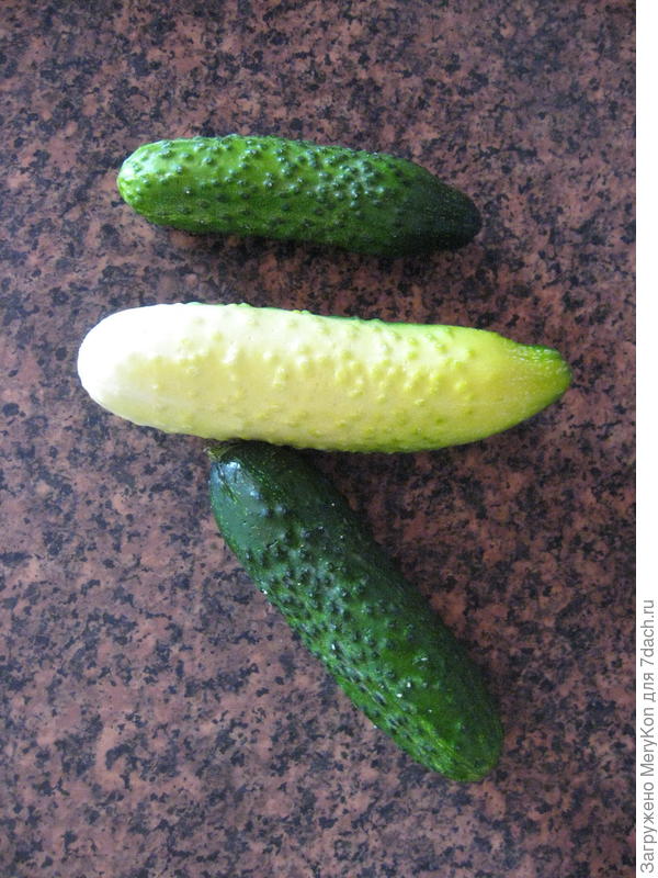 Мой альбинос:)