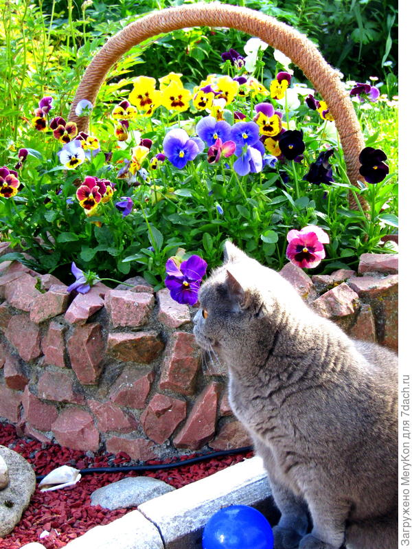 Мы с Бусей приветствуем вас!!)