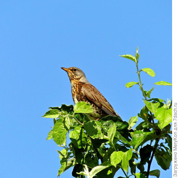 Вот сидит, меня пасёт:)