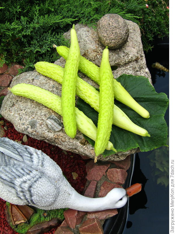 Белый змей в поленнице:)