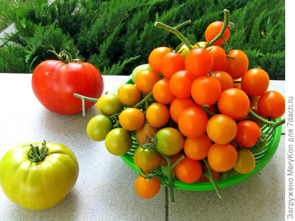 Сердце красавицы, Ромовая баба и любимая Волшебная арфа.