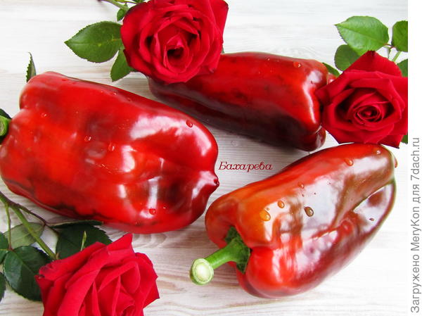 Мои генералы)