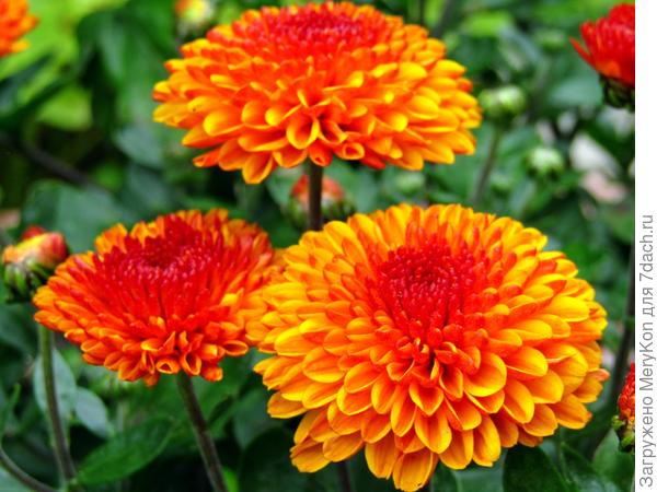 А краски у меня в саду уже вполне осенние:)