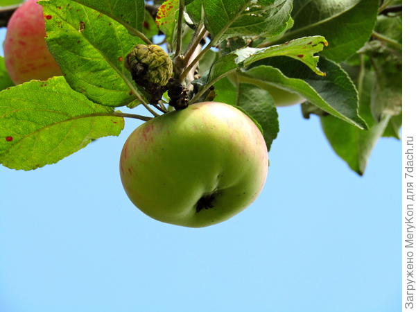 И воздушным яблочком:)