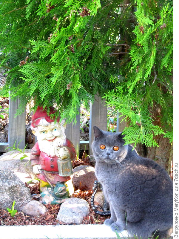 Буся украшает собой дачный мир:)