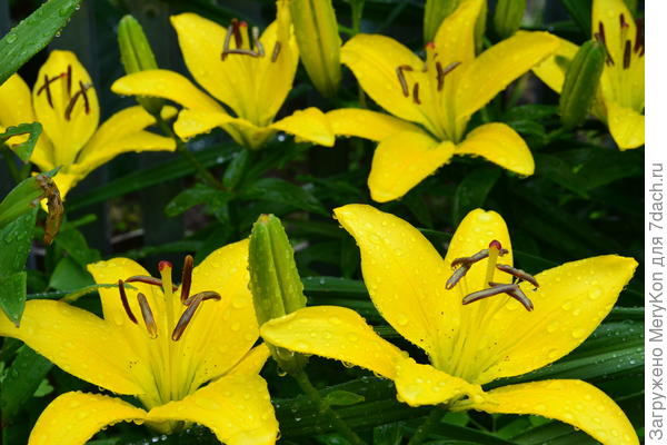 Мои красотки все в слезах:)