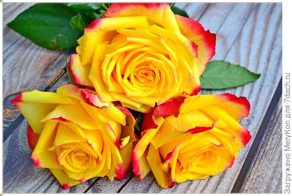 Пусть сбываются мечты!!!!